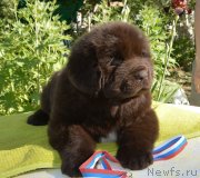 Превью фото № 243360