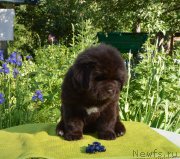 Превью фото № 243366