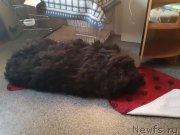 Превью фото № 243391