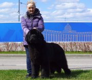 Превью фото № 243404