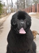 Превью фото № 243431