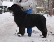 Превью фото № 243437