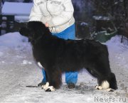 Превью фото № 243438