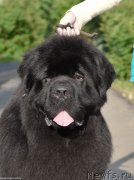 Превью фото № 243470