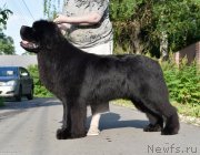 Превью фото № 243471