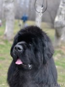 Превью фото № 243481