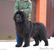 Превью фото № 243489