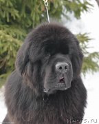 Превью фото № 243492