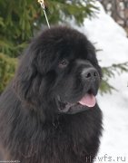 Превью фото № 243493