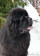 Превью фото № 243494