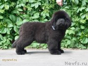 Превью фото № 243510