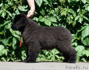 Превью фото № 243517