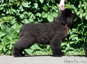 Превью фото № 243518