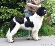 Превью фото № 243525