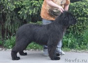 Превью фото № 243556