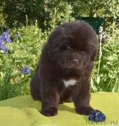 Превью фото № 243577