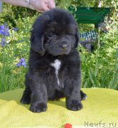 Превью фото № 243594