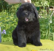 Превью фото № 243599