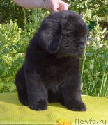 Превью фото № 243601