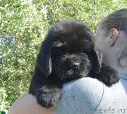 Превью фото № 243603