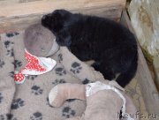 Превью фото № 243609