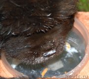 Превью фото № 243615