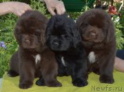 Превью фото № 243622