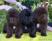 Превью фото № 243623