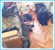 Превью фото № 243664