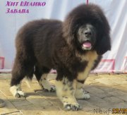 Превью фото № 243679