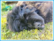 Превью фото № 243708