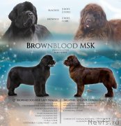 Превью фото № 243734