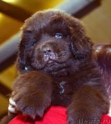 Превью фото № 243754