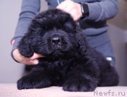 Превью фото № 243755