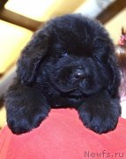 Превью фото № 243764