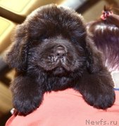 Превью фото № 243766