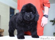 Превью фото № 243767