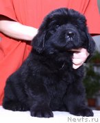 Превью фото № 243769