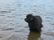 Превью фото № 243838