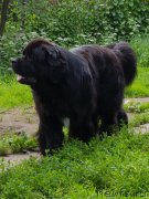 Превью фото № 243861