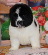 Превью фото № 243880