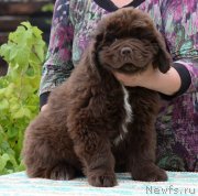 Превью фото № 243911