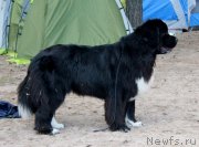 Превью фото № 243941