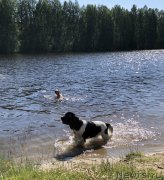 Превью фото № 243957