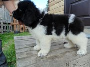 Превью фото № 243958