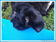 Превью фото № 243992