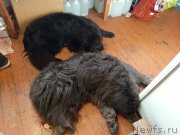 Превью фото № 244017