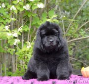 Превью фото № 244027