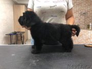 Превью фото № 244047