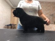 Превью фото № 244052